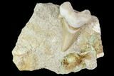 Otodus Shark Tooth Fossil in Rock - Eocene #111051-1